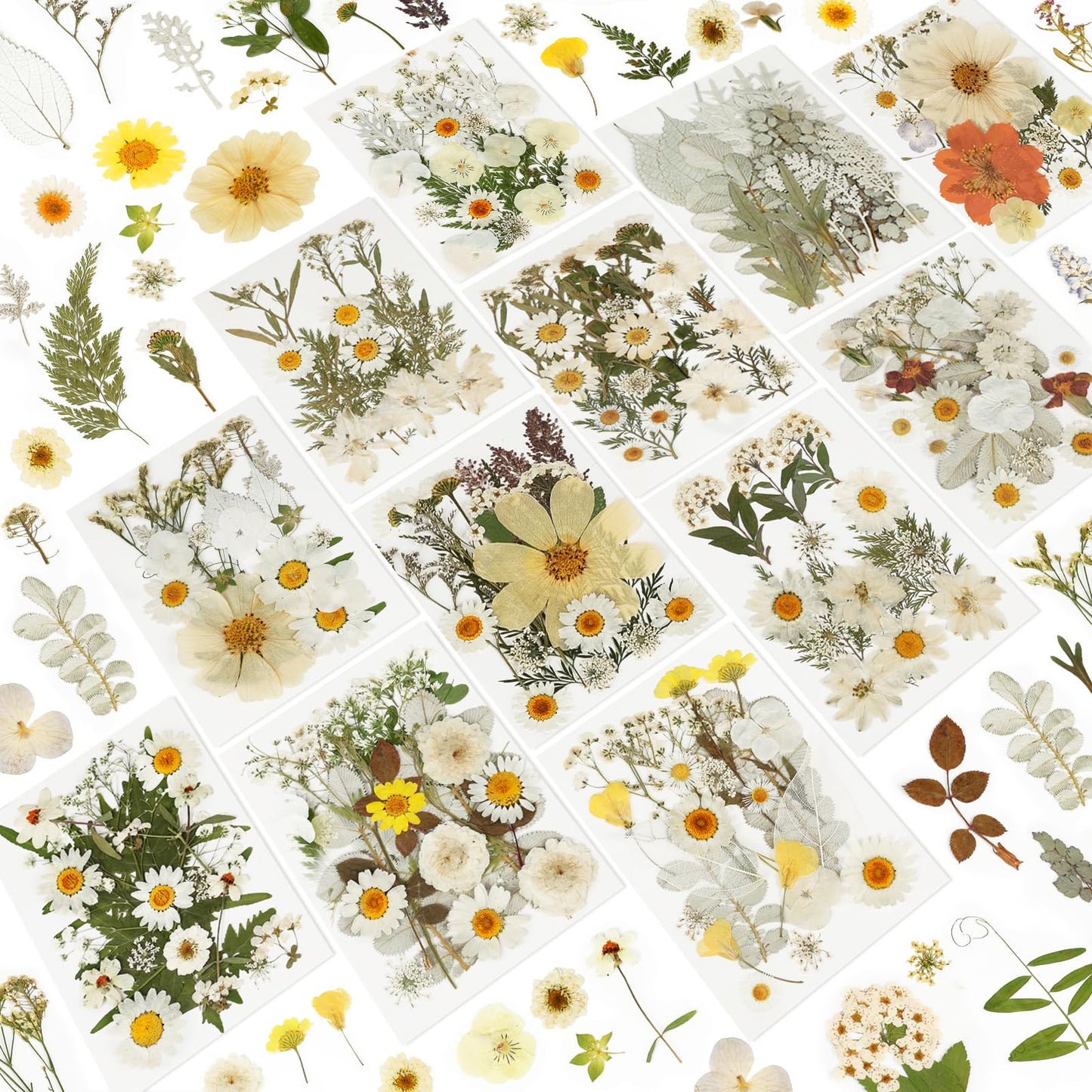 Dried Pressed Flowers for Resin-20260303